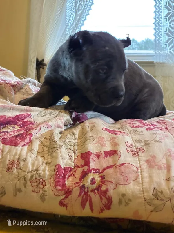 Molly – Cane Corso puppy for sale in Madison Heights, VA