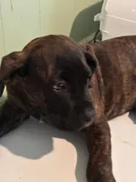 Shay, a female Cane Corso for sale in Madison Heights, VA – 3 of 5