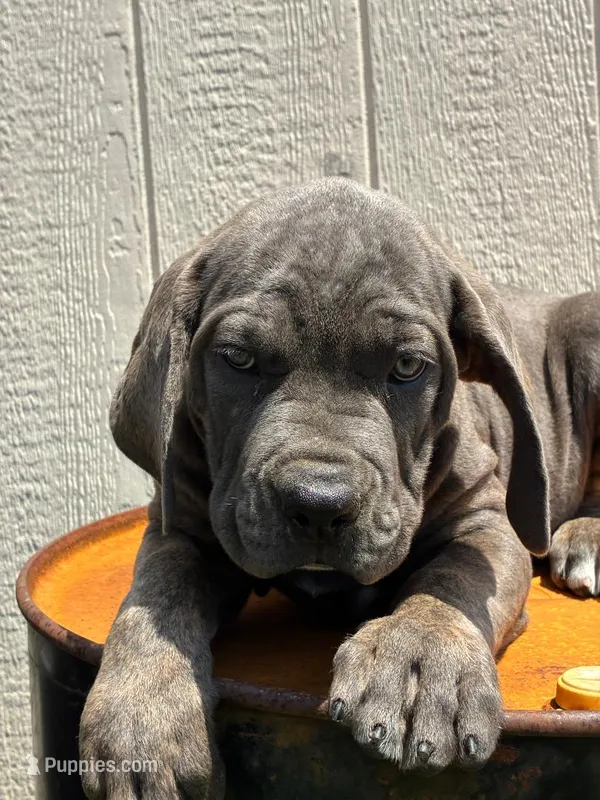 Zena – Cane Corso puppy for sale in Madison Heights, VA