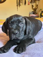 Lucy, a female Cane Corso for sale in Madison Heights, VA – 2 of 5