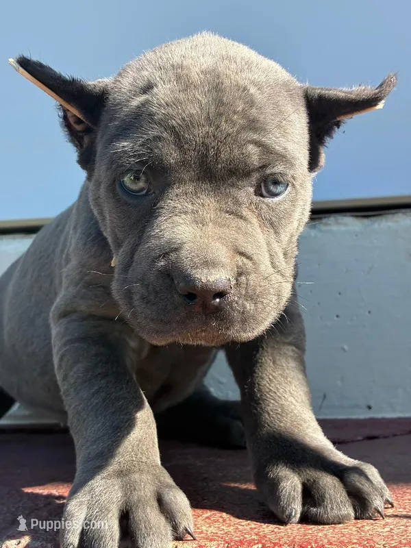 Molly – Cane Corso puppy for sale in Madison Heights, VA