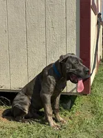 Tank, a male Cane Corso for sale in Madison Heights, VA – 2 of 4