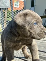 Jackson, a male Cane Corso for sale in Madison Heights, VA – 3 of 3