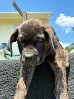 Jude, a female Cane Corso for sale in Madison Heights, VA – 4 of 4