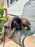 Shay, a female Cane Corso for sale in Madison Heights, VA – 1 of 5