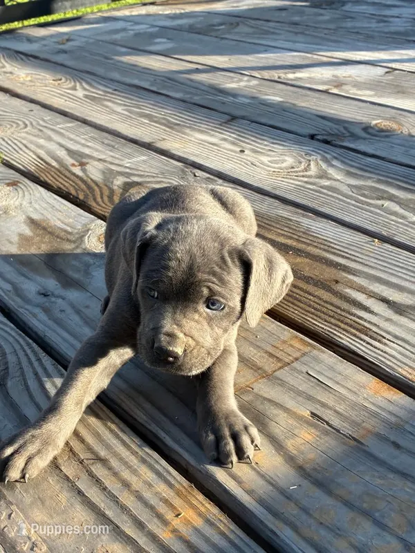 Tiny – Cane Corso puppy for sale in Madison Heights, VA