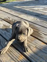 Tiny, a female Cane Corso for sale in Madison Heights, VA – 1 of 2