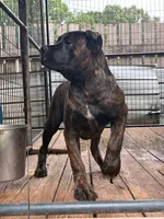 Pepper, a female Cane Corso for sale in Madison Heights, VA – 3 of 3