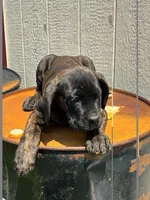 Jude, a female Cane Corso for sale in Madison Heights, VA – 3 of 4