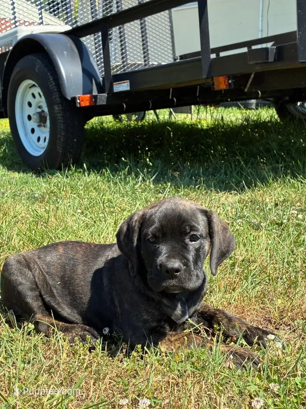 Jude – Cane Corso puppy for sale in Madison Heights, VA