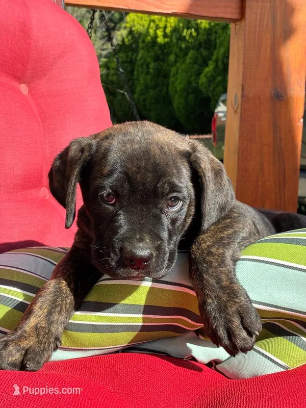Jude – Cane Corso puppy for sale in Madison Heights, VA