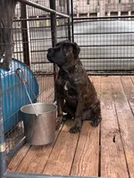 Pepper, a female Cane Corso for sale in Madison Heights, VA – 2 of 3