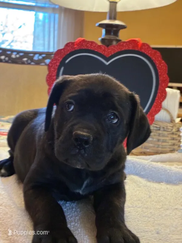 Sadie – Cane Corso puppy on hold in Madison Heights, VA