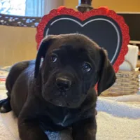 Sadie, a female Cane Corso for sale in Madison Heights, VA – Photo 1 of 5