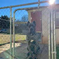 Sadie, a female Cane Corso for sale in Madison Heights, VA – Photo 5 of 5