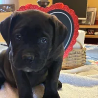 Sadie, a female Cane Corso for sale in Madison Heights, VA – Photo 2 of 5