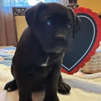 Sadie, a female Cane Corso for sale in Madison Heights, VA – Photo 3 of 5