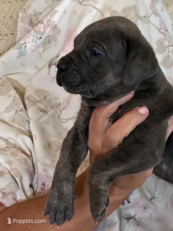 Bailey – Cane Corso puppy for sale in Madison Heights, VA