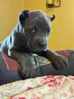 Molly, a female Cane Corso for sale in Madison Heights, VA – 2 of 3