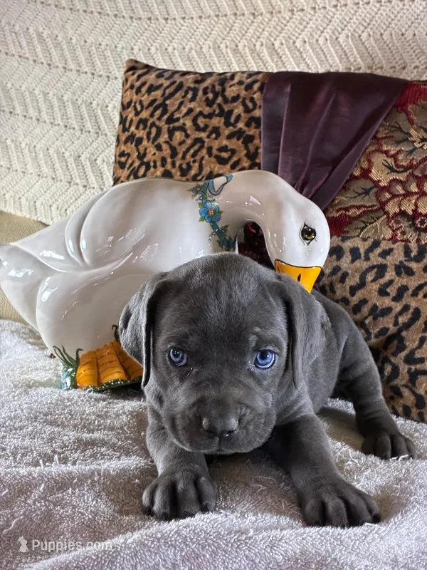 Sky – Cane Corso puppy for sale in Madison Heights, VA