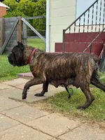 Maximus, a male Cane Corso for sale in Madison Heights, VA – Photo 4 of 6