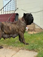 Maximus, a male Cane Corso for sale in Madison Heights, VA – Photo 3 of 6