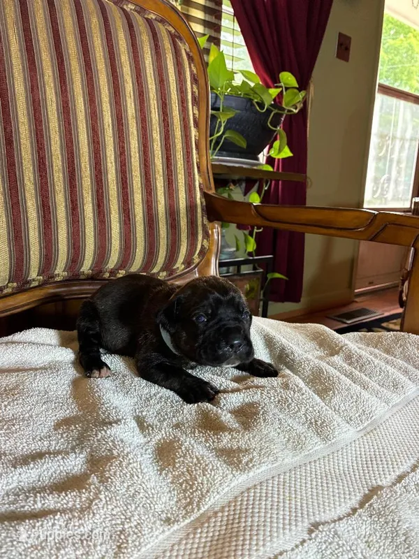 Maximus – Cane Corso puppy for sale in Madison Heights, VA