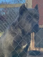 Maximus, a male Cane Corso for sale in Madison Heights, VA – Photo 6 of 6