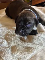 Maximus, a male Cane Corso for sale in Madison Heights, VA – Photo 2 of 6