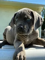 Tyson, a male Cane Corso for sale in Madison Heights, VA – 4 of 4