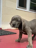 Zena, a female Cane Corso for sale in Madison Heights, VA – 2 of 5
