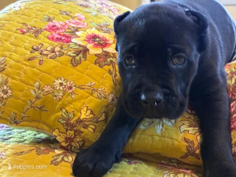 Zeus – Cane Corso puppy for sale in Madison Heights, VA