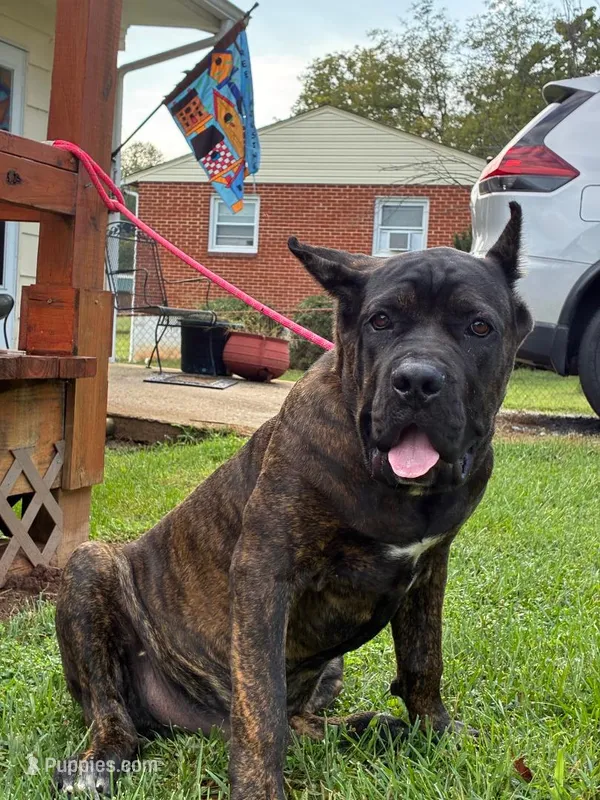 Max – Cane Corso puppy for sale in Madison Heights, VA
