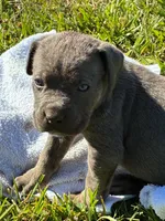 Jackson, a male Cane Corso for sale in Madison Heights, VA – 2 of 3