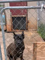 Max, a male Cane Corso for sale in Madison Heights, VA – 2 of 4