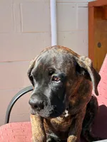 Bella, a female Cane Corso for sale in Madison Heights, VA – 3 of 4