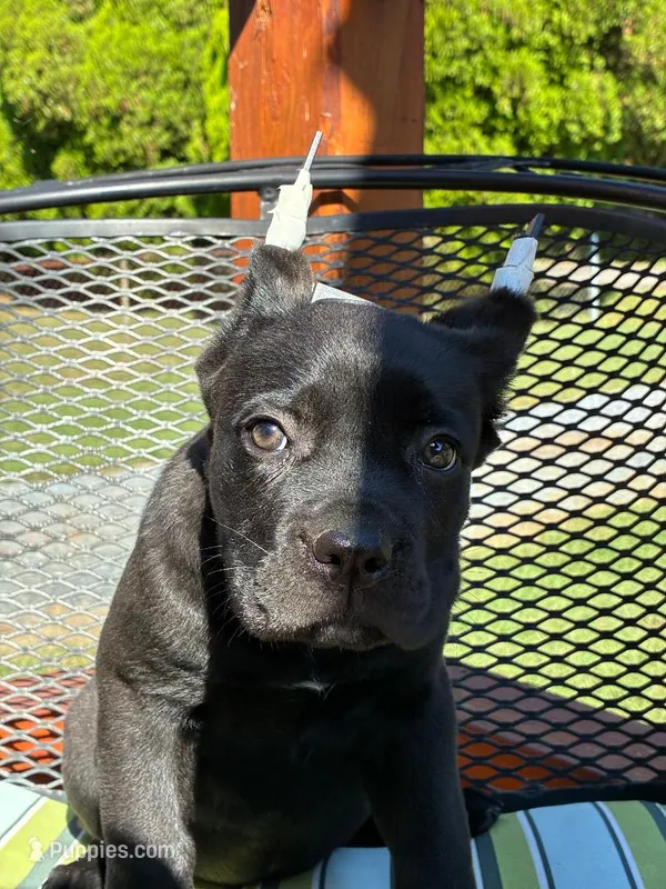 Jessie – Cane Corso puppy for sale in Madison Heights, VA