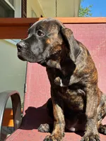 Bella, a female Cane Corso for sale in Madison Heights, VA – 1 of 4