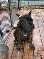 Roscoe, a male Cane Corso for sale in Madison Heights, VA – 2 of 2