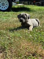 Tyson, a male Cane Corso for sale in Madison Heights, VA – 3 of 4