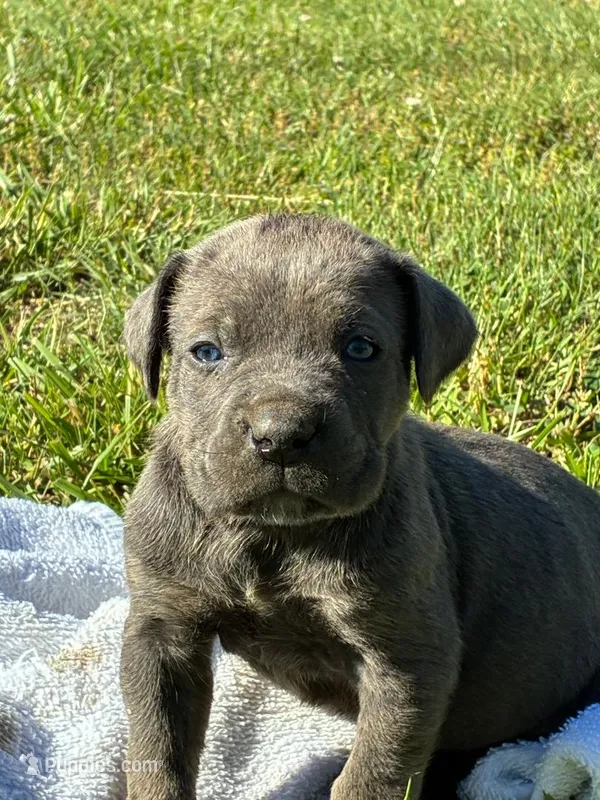 Jackson – Cane Corso puppy for sale in Madison Heights, VA