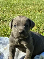Jackson, a male Cane Corso for sale in Madison Heights, VA – 1 of 3