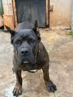 Max, a male Cane Corso for sale in Madison Heights, VA – 3 of 4