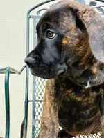 Shay, a female Cane Corso for sale in Madison Heights, VA – 2 of 5