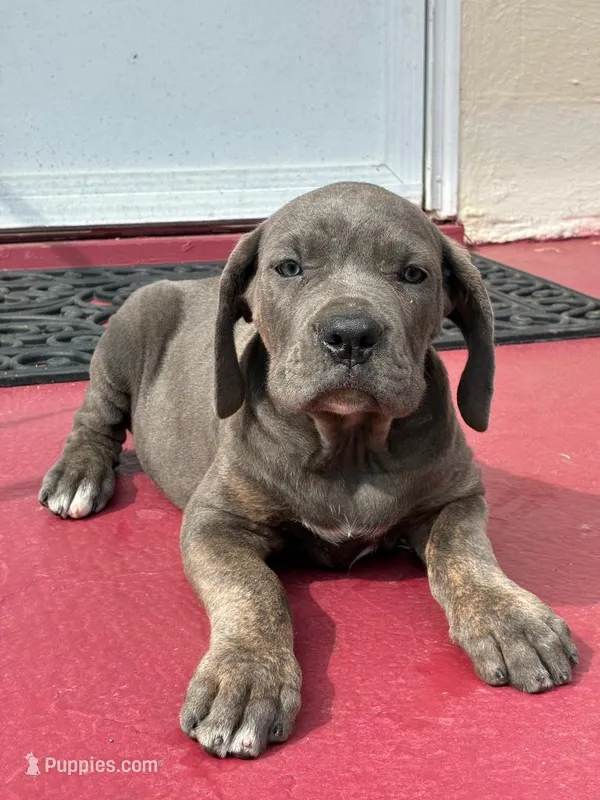 Zena – Cane Corso puppy for sale in Madison Heights, VA