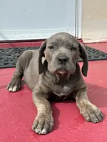 Zena, a female Cane Corso for sale in Madison Heights, VA – 1 of 5