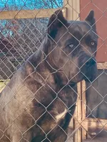 Bailey, a female Cane Corso for sale in Madison Heights, VA – Photo 5 of 5