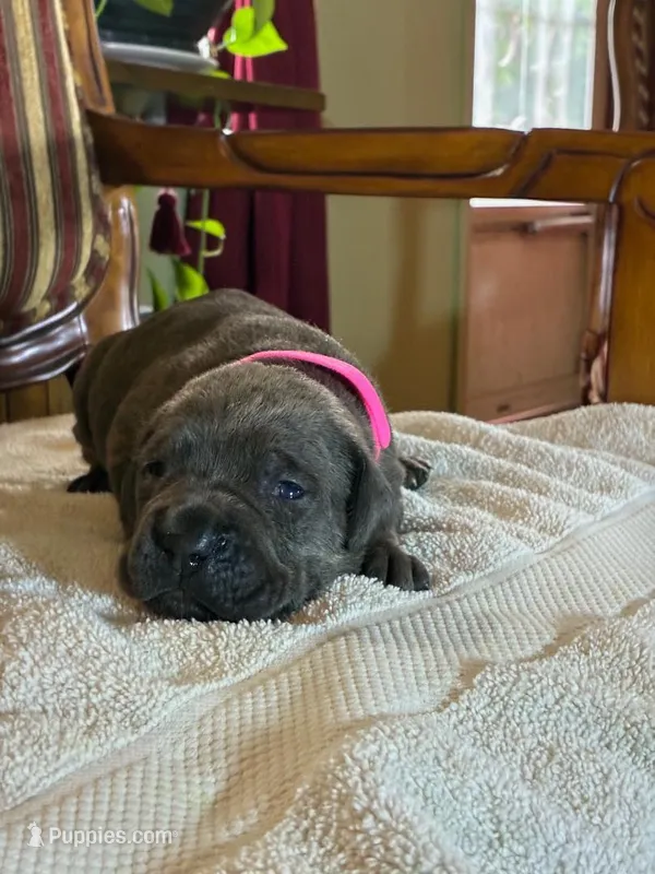 Bailey – Cane Corso puppy for sale in Madison Heights, VA