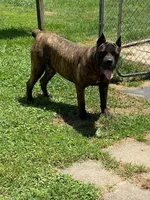 Bailey, a female Cane Corso for sale in Madison Heights, VA – Photo 3 of 5