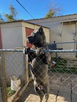 Bailey, a female Cane Corso for sale in Madison Heights, VA – Photo 4 of 5